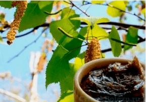 Birch Tar from the mushroom